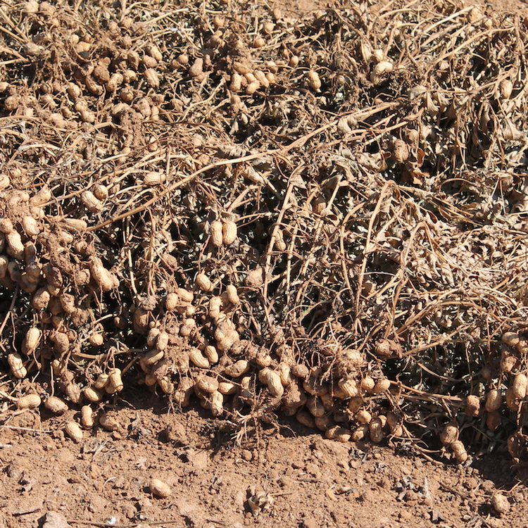 GPC taking nominations for outstanding young peanut farmer